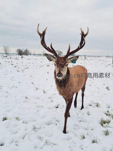 雪原雄鹿昂首凝视镜头