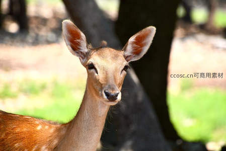 幼鹿特写眼神清澈灵动