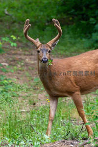 林间雄鹿口衔嫩叶回眸