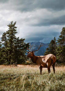 风暴将至的旷野麋鹿剪影
