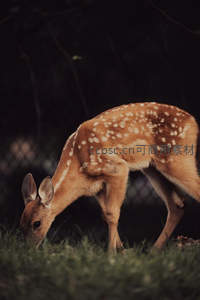 夜色中低头觅食的斑鹿