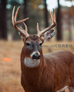 雄鹿凝视：秋日林间的威严特写