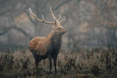 斑点雄鹿静立荒野，暮色苍茫显孤寂
