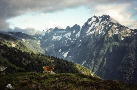 山巅小鹿眺望远方，雪峰云海作背景