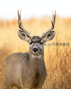 金秋田野雄鹿回眸，眼神清澈如琥珀