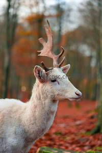 白鹿漫步秋林深处，红叶铺地如梦境