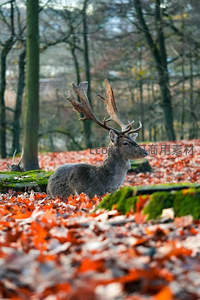 秋日林间雄鹿静卧红叶之中