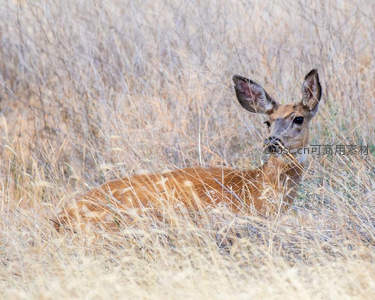 枯草丛中休憩的母鹿，安静而优雅