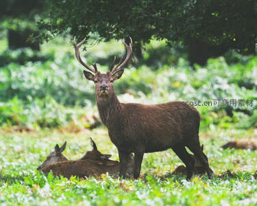 绿荫下的鹿群，静谧午后时光