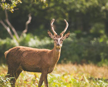 初生鹿角的少年鹿，阳光下闪耀