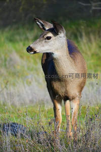 侧颜优雅的母鹿，伫立旷野之间