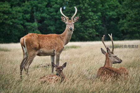 草原上的鹿群温馨时刻