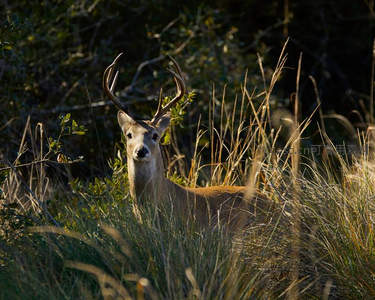 夕阳下的草丛雄鹿剪影