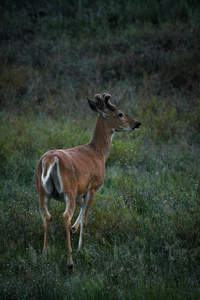 暮色中鹿影独立，草丛深处静谧凝望