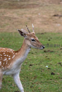 斑点小鹿林间漫步姿态优雅