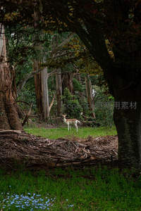 林中鹿影透过树丛若隐若现