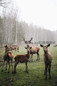 雄鹿领群雾中草地威严伫立