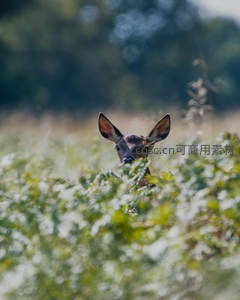 林间小鹿探头张望，好奇又警觉