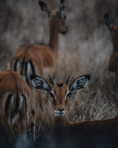 羚羊凝视镜头，荒野中的温柔眼神