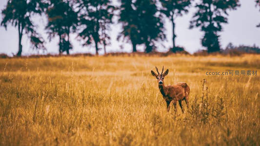 金秋草甸中的雄鹿凝视远方