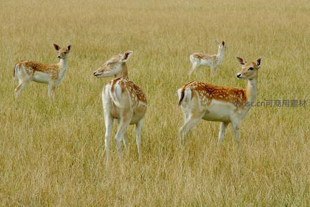 四只梅花鹿在草原上悠闲漫步