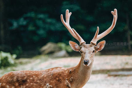 雨中鹿王直视镜头神态威严