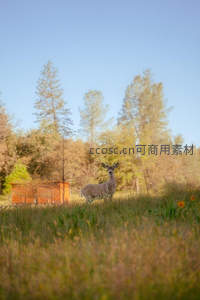 林间草地上孤独的鹿影