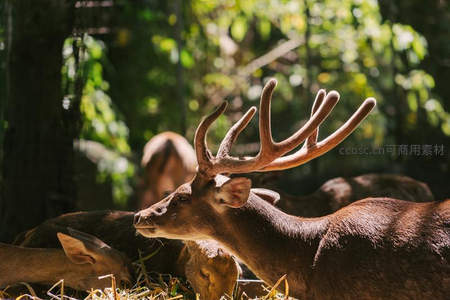 雄鹿特写展现威武鹿角