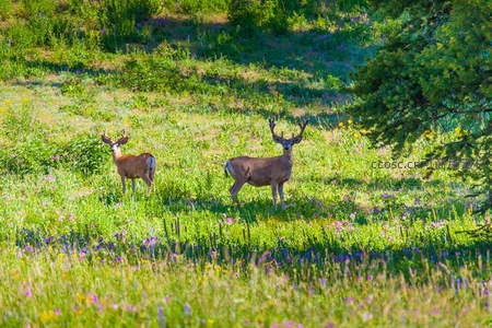 双鹿漫步花海绿坡之上