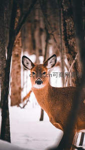 雪林中的小鹿凝视镜头