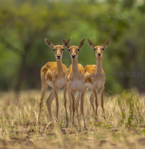 三只小鹿并肩凝视镜头