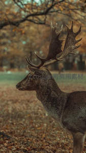 秋日公园里的麋鹿侧影