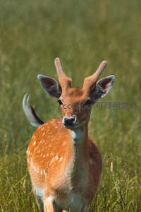 草原上萌鹿回头张望