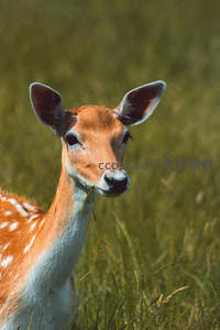 林间斑鹿静食青草