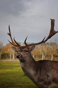 雄鹿昂首角冠威严