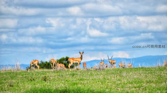草原群鹿远眺山峦