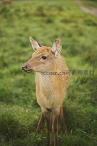小鹿侧身站立凝望远方绿野