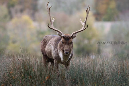 巨角雄鹿伫立高草丛中直视镜头