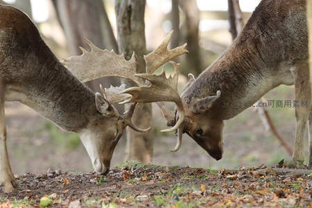 雄鹿角斗，森林中的力量对决