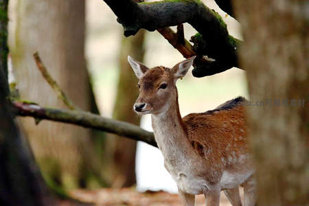 林间小鹿，静谧中的温柔凝视