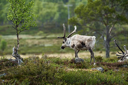 苔原驯鹿漫步北欧荒野