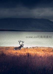 湖畔驯鹿独享黄昏宁静