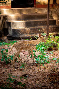 庭院里探索的小鹿