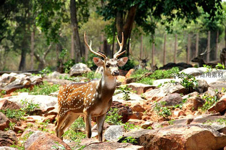 斑鹿立于林间岩石之上，姿态优雅