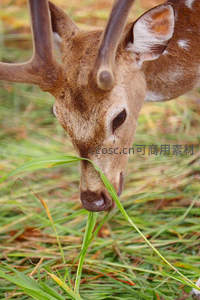 鹿低头啃食青草，特写展现温柔眼神