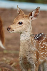 小鹿侧脸凝望远方，萌态十足