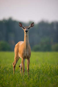 白尾鹿伫立绿野，夕阳柔光洒满全身