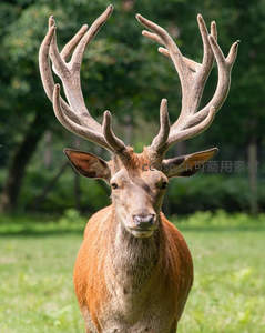 雄鹿巨角威武，直视镜头气势非凡