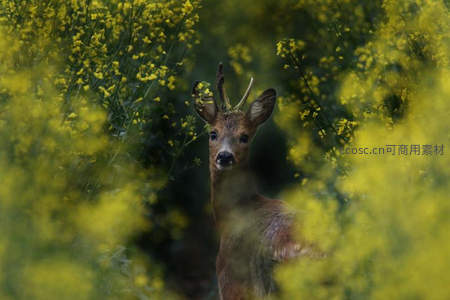 花丛中的小鹿凝视镜头