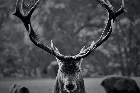 雄鹿巨角黑白艺术照